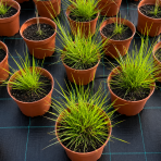 Perovec psiarkovitý (Pennisetum alopecuroides) ‘HAMELN’ - kont. C2L